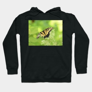 Tiger Swallowtail Butterfly 2021 Hoodie